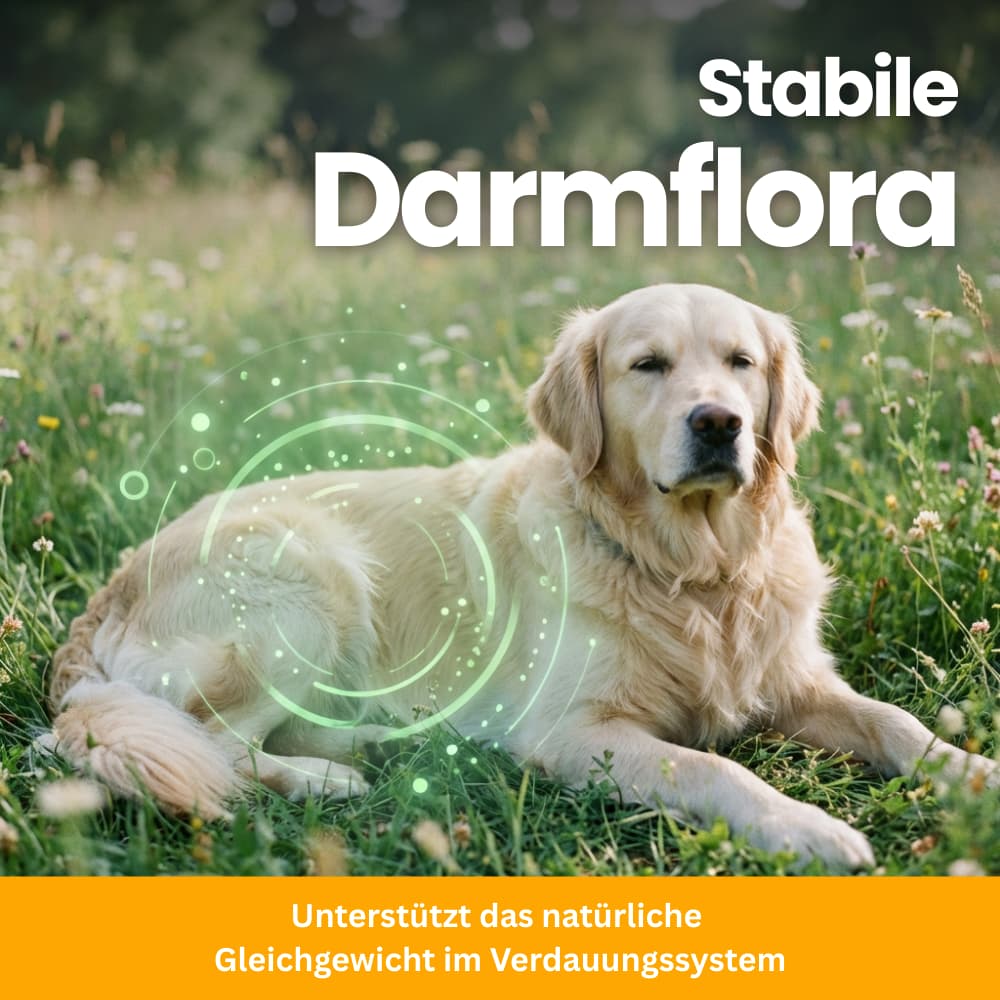 Daily Gut Flora Probiotics For Dogs