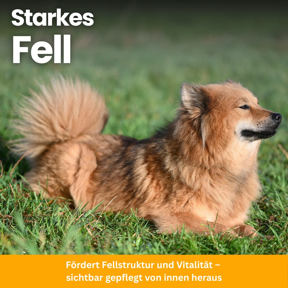 Flea & Tick Protection Chewable Tablets