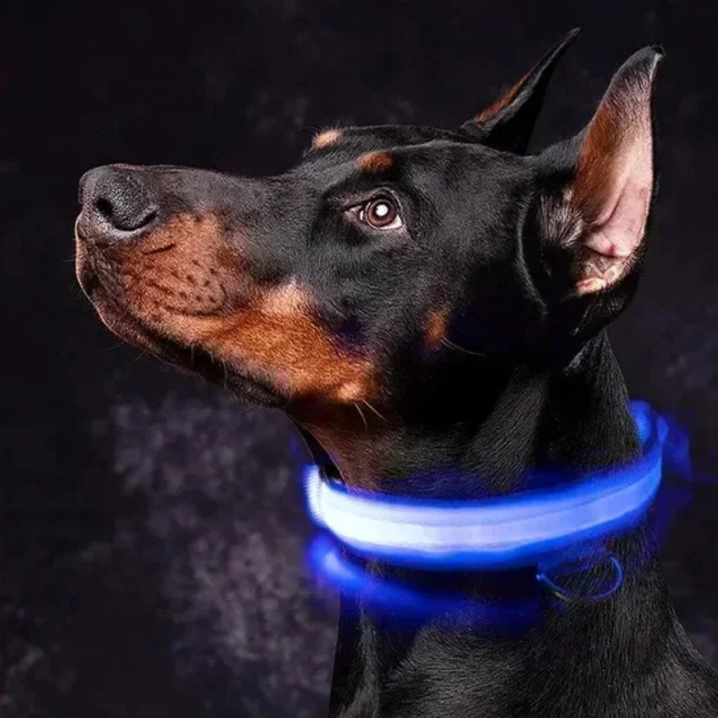LED Light-Up Collar [Buy 1 Get 1 Free]
