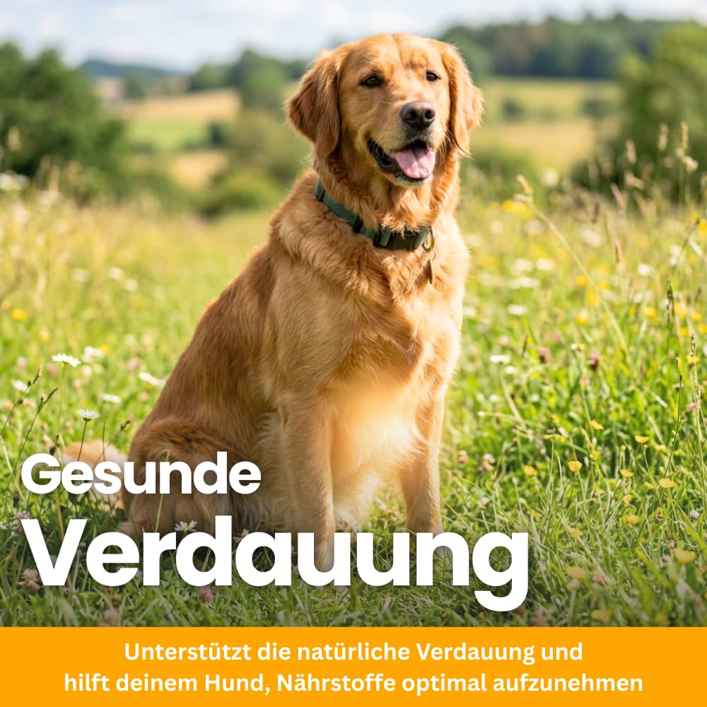 Probiotic Chews for Dogs – Gut & Immune System Support