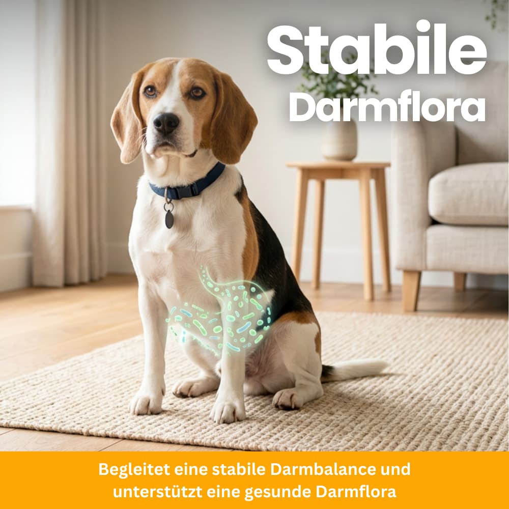 Probiotic Chews for Dogs – Gut & Immune System Support