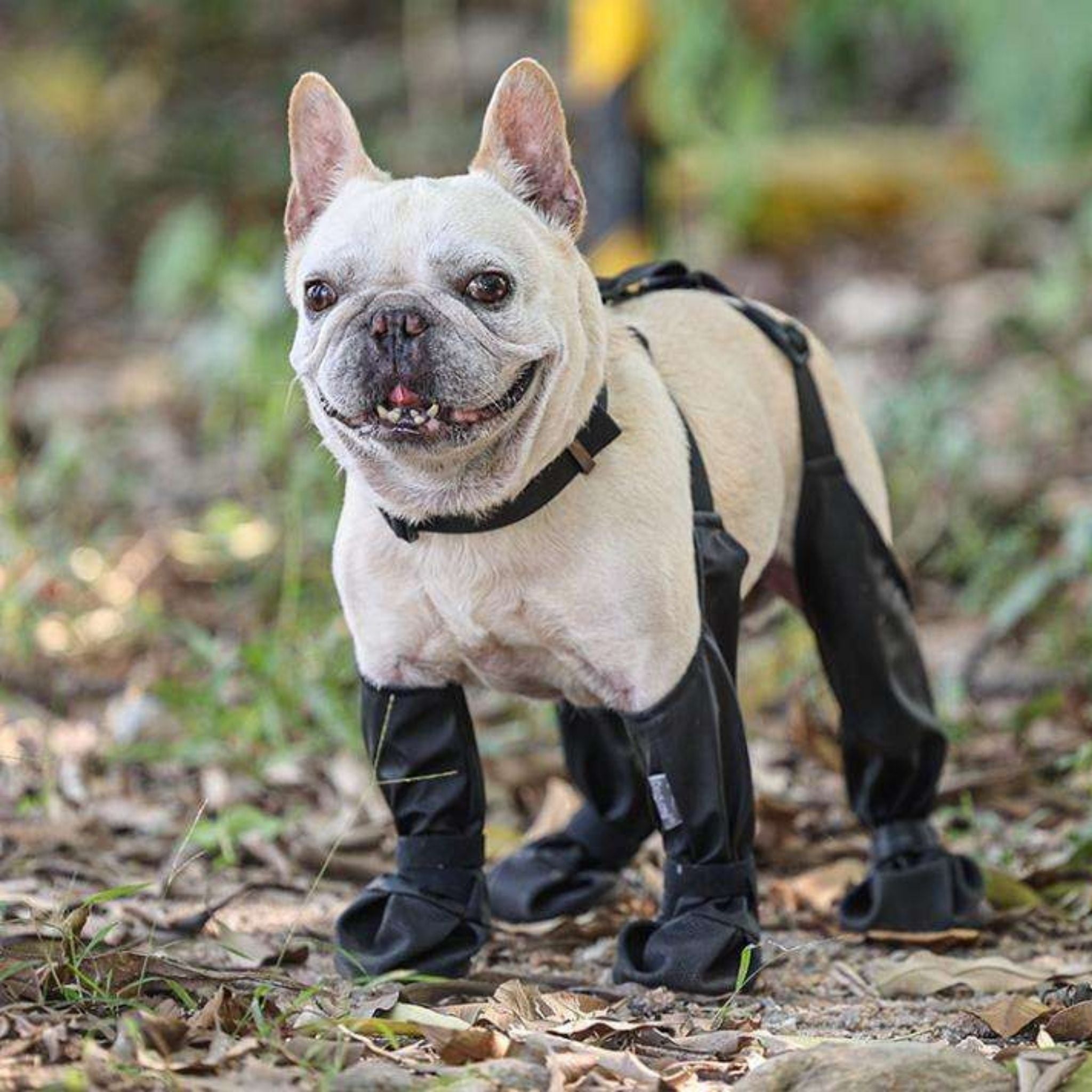 PawGrip – Waterproof & Non-Slip Dog Shoes