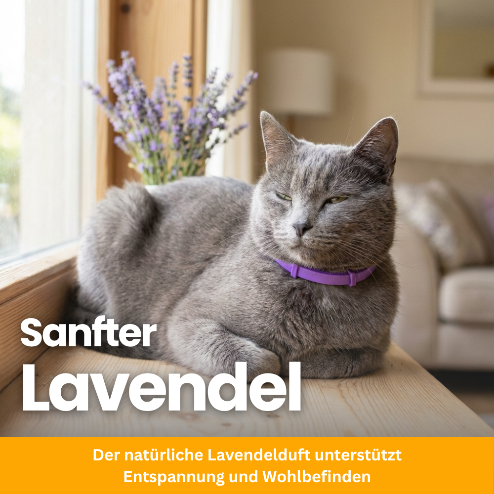 Pet-Friendly Anti-Stress Collar for Cats