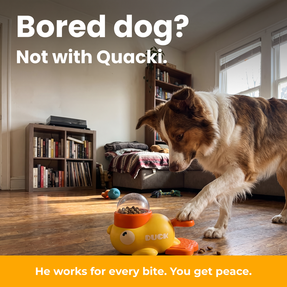[en] Bored dog? Not with Quacki.